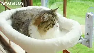 AMOSIJOY Cordless Cat Window Perch, Cat Hammock for Wall with 4 Strong Suction Cups,