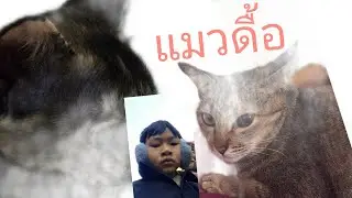 แมวดื้อ