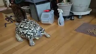 Cat vs. Tortoise: The Ultimate Staring Contest