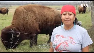 Texas Tribal Buffalo Project, Buffalo Ranch Short Film with Lucille Contreras