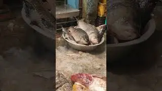 katla fish Howrah fish market#viral#shorts#food#tranding#youtubeshorts#shortsfeed#like#viralvideo