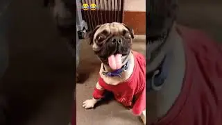 Bidi pinee ki lat 🤔😲😂||MAASK|| #comedy #petshub #funny #labrador #dog #pets #pug #speakpug