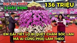 📌 CHẬU LAN  HỒ ĐIỆP CỰC ĐẸP TẾT 2026, HƯỚNG DẪN CÁCH CHĂM SÓC LAN CHƠI CẢ NĂM KHÔNG HỎNG