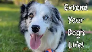 How To EXTEND Your Dog's Life - 7 Tips to Make Your Dog LIVE LONGER