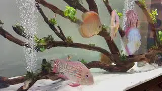 Good evening everyone! Here&rsquo;s my discus and geophagus tank - hope it brings you peace.💙❤️⭐️🐟🐠
