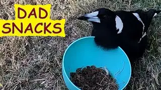 Rather musical Dad Australian magpie gets a mixed feed &ndash; injury is (IMO) no worse