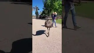 Ivan & Michael are watching the ostriches 🌞