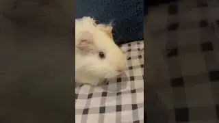 Вандочка #marvel #pets #люблю #funny #новыйгод #animals