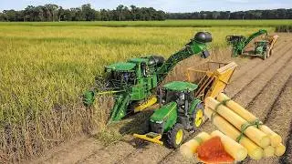SugarCane Growing and Harvest - Sugar Mill Processing Line - Modern Machine Harvest