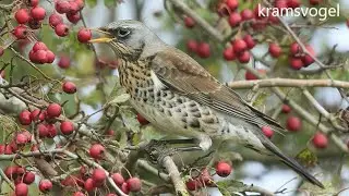 20201202 KRAMSVOGEL (FIELDFARE)