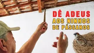 AFASTE PÁSSAROS, MORCEGOS E POMBOS DO SEU TELHADO COM ESSA DICA!