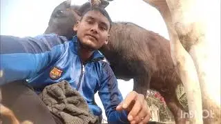 যখন কোন কাজ না থাকে 😊 #shorts #viral #videos #cow #trending #funny #bull #vlog #explore #animals 