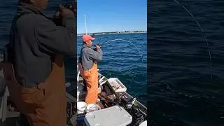 Tautog are in! Tight lines.