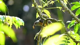 Birds Eating - Hungry Bird and their natural food part II
