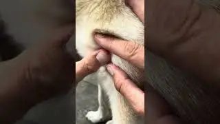 Teek verwijderen bij je hond - Tips van dierenarts Piet Hellemans