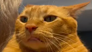 If you think cats are aloof, meet Stevie