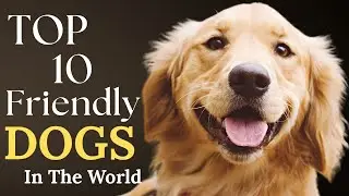 Top 10 Most Friendly Dog Breeds in the World