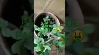 Сра сравнение лимона с денежным растением через 2 недели #plantman