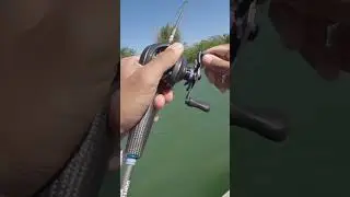 FOI NA PRIMEIRA LINHADA! ROBALAO PEVA. #fishing #pesca #pescaria