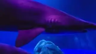 Sand Tiger Shark - Georgia Aquarium