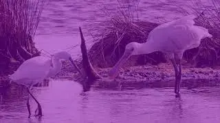 oiseaux du morbihan