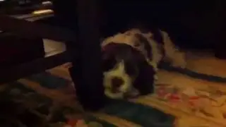 Tilly tantrum