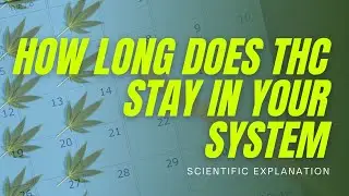 How long does THC stay in the system? (Science Exapleined)