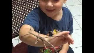 3-year-old holding giant stick insect