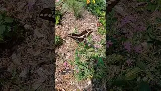 Giant Swallowtail Butterfly in Ute's Gdn!