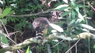 Halc&oacute;n reidor mas conocido como guaco disfrutando de una serpiente