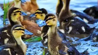 How to free range  five thousand Duck on Rice Field For Meat production @SukhChor_Krishi