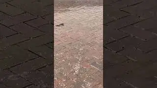 Stanhope Gardens, Thunderstorm and small Hail after Heatwave