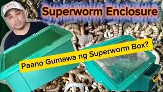 DIY Superworm Enclosure : paano ba gawin ang feeder box?