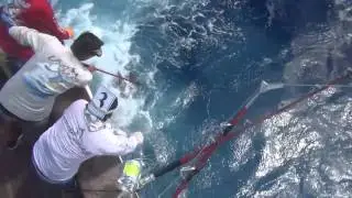 CatchStat | Sea Horse Anglers Club Billfish Tournament 2014 Fish Release Video #23195