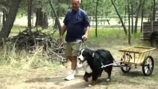 Lucy the Draft Dog