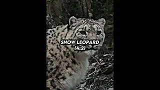 Cheetah VS Snow leopard #shorts #cheetah #leopard