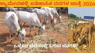 ಕ್ಯಾಮೇನಹಳ್ಳಿ ದನಗಳ ಜಾತ್ರೆ 2026|kyamenahalli cattle fair 2026| ಇತಿಹಾಸಿಕ ದನಗಳ ಜಾತ್ರೆ #hallikar #cow 