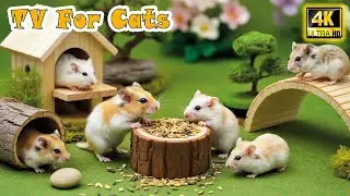 🔴 Calming CAT TV－Cute Mice Peek, Hide & Chase To Keep Your Cats Happy & Relax While Home Alone