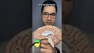 How Your Brain Decodes Vision (Primary Visual Cortex Explained)