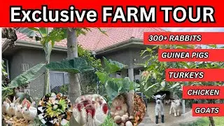 A productive Small Urban Farm Tour in Kampala ( Rabbits Guinea Pigs Pigeons, red bourbon turkeys)