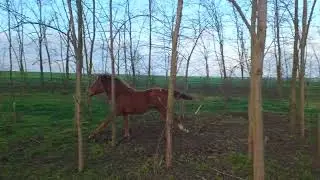 Foal 🐴 flies through an acacia grove / Жеребёнок 🐎 летит по акациевой роще #foal #horselife #horse