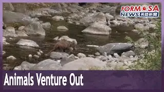 Animals active at Shei-Pa National Park as COVID cuts visitor numbers