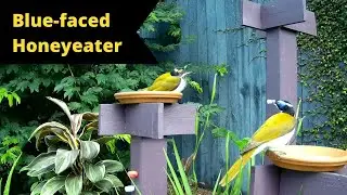 Blue-faced Honeyeater mother and baby | Birds of Australia | Campark T75 digital wildlife camera
