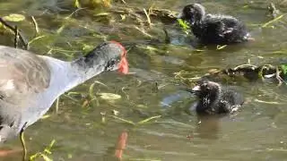 Australasian Swamphen 20