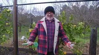 Pruning Espaliered Orange Tree - Part 2