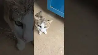 Is This Cat Chasing Ly&rsquo;s Own Tail?#cat #phonkagressive #anmals #cutecat #cute