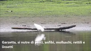 Video didattico: Airone rosso e altri Ardeidi