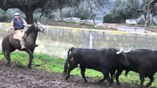 Sayalero y El Pilar