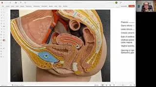 Biology 2020 Chapter 27 Reproductive System:  Female Body Type (video 11)