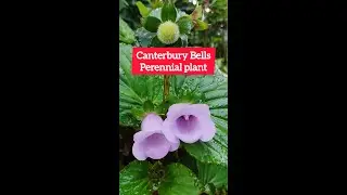 Canterbury bells | Campanula medium | bellflower plants | Flora | Gloxinia perennis
